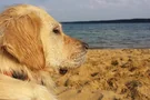 Auch Hunde dürfen sich am Helenesee entspannen