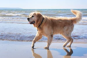 Urlaub mit Hund Ostsee Teaser