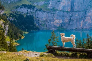 Hunde-Seen in Deutschland