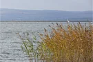 Neusiedler See