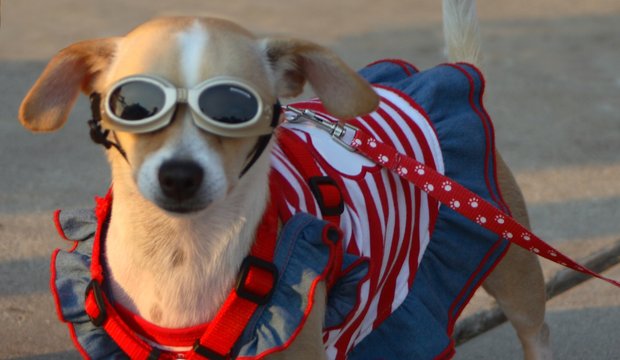 Tierischer Badespaß: Mit Hund an den See Tierischer Badespaß: Mit Hund an den See