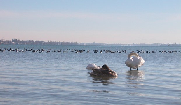 Vögel im Bodensee Bodensee