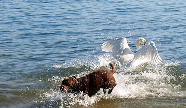 Die Top 5 Regeln für Hunde am See Hunde am See