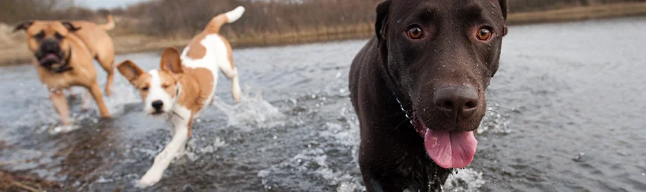 Hunde am See Headmotiv