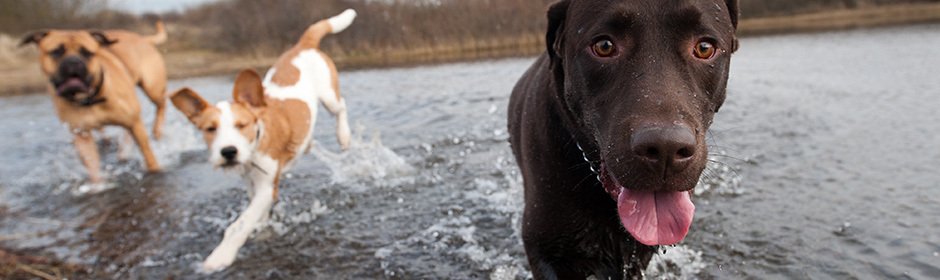 Hunde am See in NRW Headmotiv