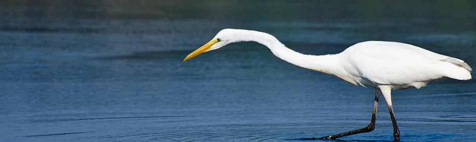 Naturschutz am See Headmotiv