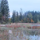 Taubensee