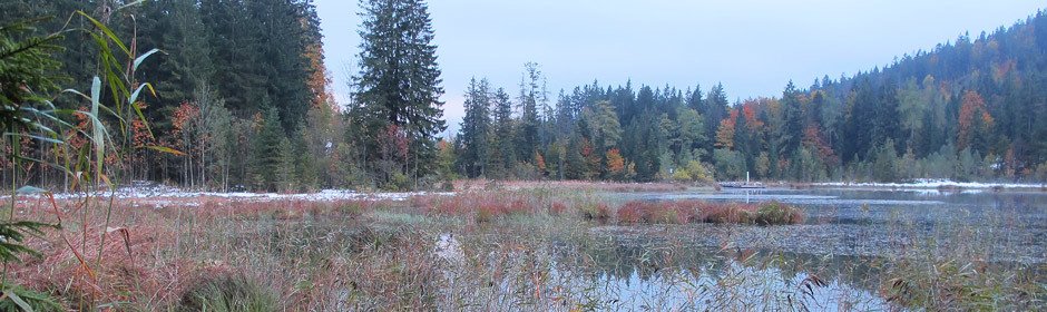 Taubensee Headmotiv