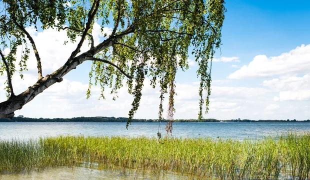 Baum über dem Plauer See Plauer See