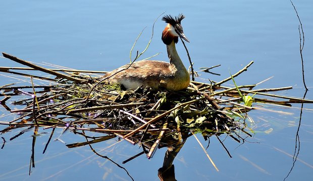 Haubentaucher auf dem Schweriner See Schweriner See