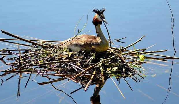 Haubentaucher auf dem Schweriner See Schweriner See