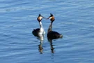 Haubentaucher am Dreiländersee