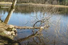 Toter Baum im Bayersoiener See