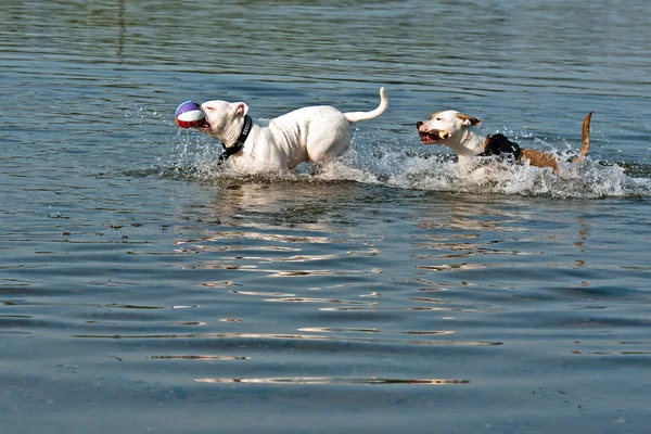 Hunde See in Baden-Württemberg