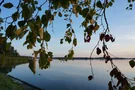 Blätter über dem Rangsdorfer See