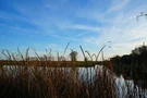 Gräser am Schwanensee