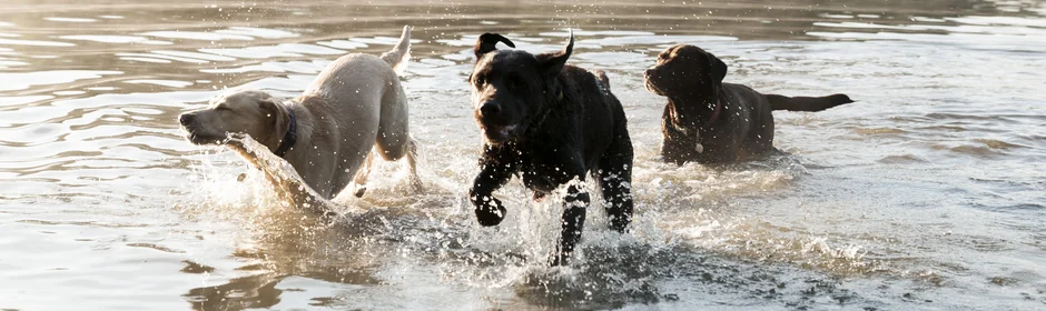 Hunde-Seen in Deutschland Headmotiv
