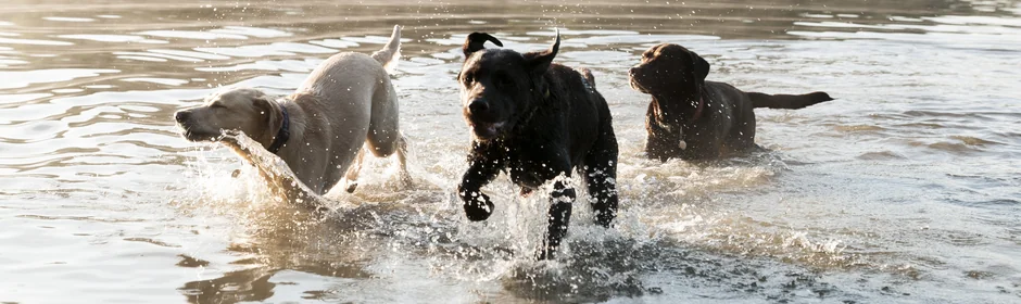 Onlineshop für Hundezubehör Headmotiv