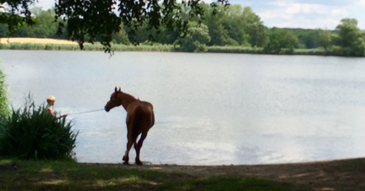 Dippelsdorfer Teich