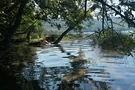 Laacher See Ufer