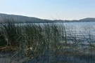 Laacher See Schilf