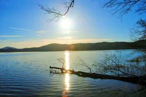 Laacher See Baumstamm im Wasser