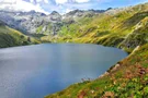 Wilde Pflanzen am Lago di Lucendro