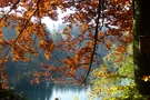 Herbstlaub an der Eschbachtalsperre