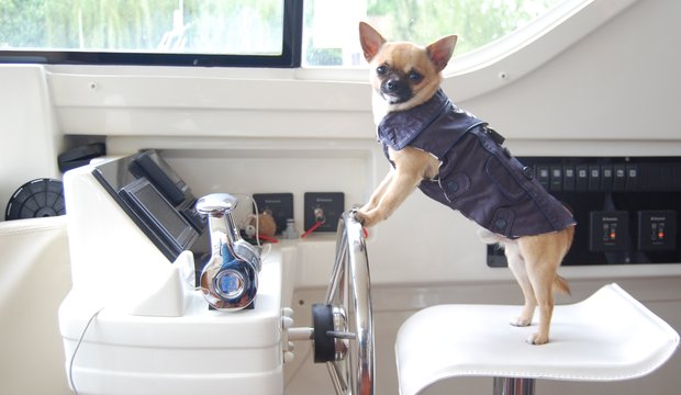 Kleiner Hund trägt eine Weste Le Boat Hund Weste