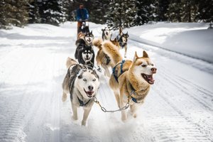 Schlittenhunde-Tour Schlittenhunde-Tour