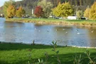 Enten auf dem Borlefzer See