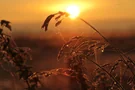 Beeindruckender Sonnenuntergang am Dümmer