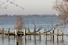 Enten am Dümmer