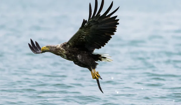 Seeadler fängt an der Müritz Fische