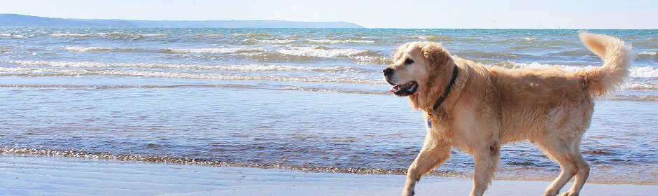 Ostsee-Urlaub mit dem Hund Headmotiv