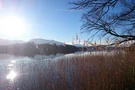 Baum am Staffelsee