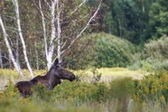 Elche, die Nationaltiere Schwedens Kanutour