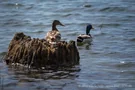 Enten brüten am Salbker See