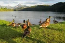 Enten am Weißensee