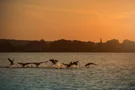 Vogelflug über dem Altmühlsee