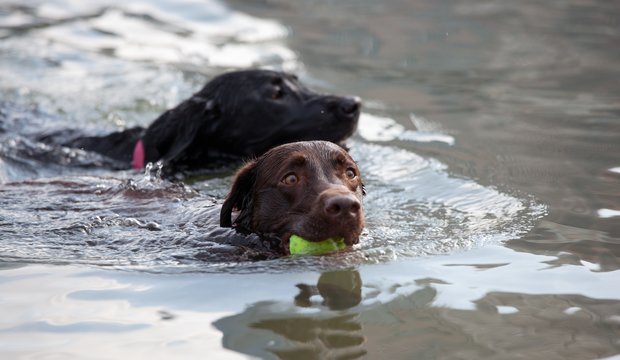 Im Spitzingsee können Hunde richtig plantschen Im Spitzingsee können Hunde richtig plantschen