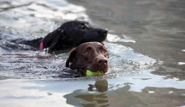 Im Spitzingsee können Hunde richtig plantschen