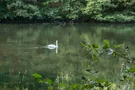 Schwan auf der Genkeltalsperre