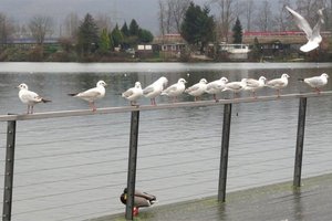 Fotos vom Harkortsee