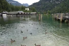 Enten an der Anlegestelle des Königssee