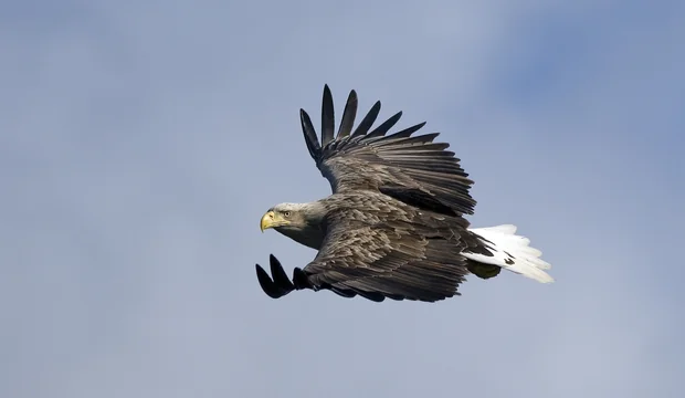 Seeadler am Steinhuder Meer