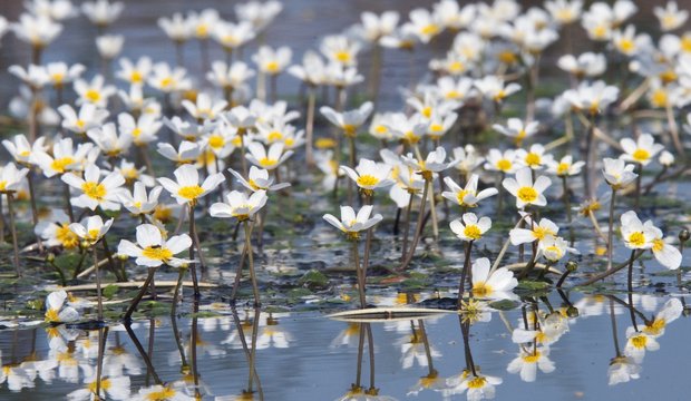 Wasserhahnenfuß wächst am Steinhuder Meer Wasserhahnenfuß wächst am Steinhuder Meer