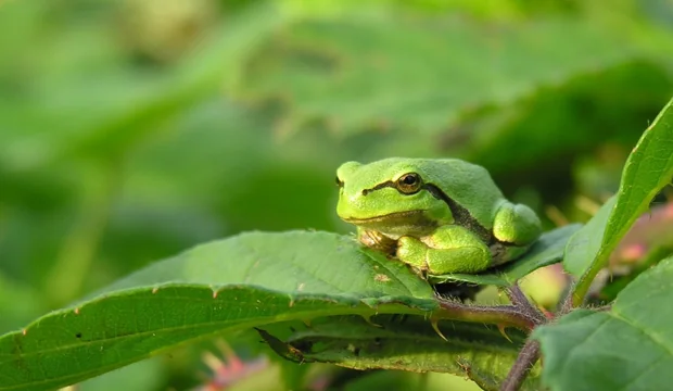 Der streng geschützte Europäische Laubfrosch lebt am Steinhuder Meer