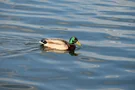 Stockente auf dem Tonsee