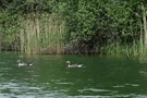 Wasservögel am Tonsee